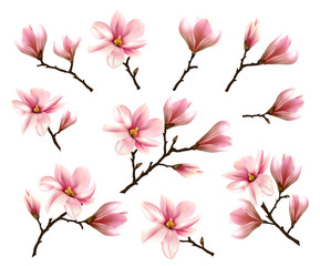 Big Collection with Branches of Pink Magnolia. Vector illustration - obrazy, fototapety, plakaty