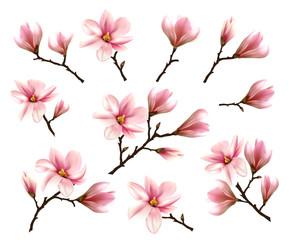 Big Collection with Branches of Pink Magnolia. Vector illustration © ecco