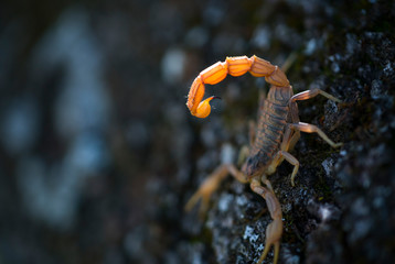 COMMON YELLOW SCORPION - Escorpión común, amarillo o alacrán (Buthus occitanus)