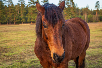 Obraz premium A portrait of brown horse standing in field in winter season without snow in Latvia