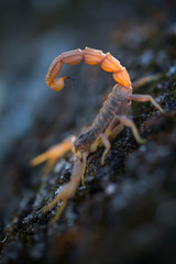 COMMON YELLOW SCORPION - Escorpión común, amarillo o alacrán (Buthus occitanus)