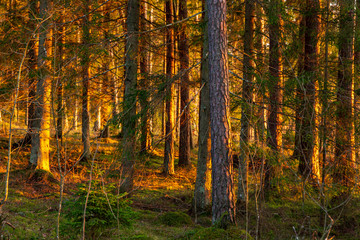 Sunset scene in forest with bright yellow sunlight falling on trees in sunset hour in winter without snow in Latvia