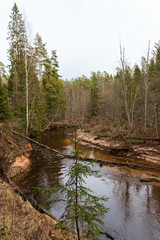 View to river Rauna on a cloudy winter day in January with fallen old trees and surrounding forest in Vaive in Latvia