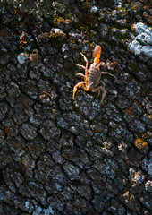 COMMON YELLOW SCORPION - Escorpión común, amarillo o alacrán (Buthus occitanus)