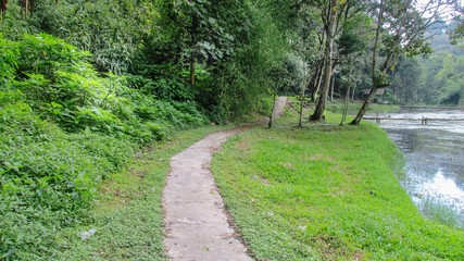 beautiful natural scenery on the hill looks high and big trees in the wind