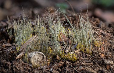 Phycomyces fungus growing on partially buried cat feces. Tall, filamentous sporangiophores bear yellow spore-producing sporangia that mature to black. Uncovered cat feces on lower left.