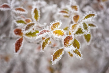 Frozen colorful leaves in the garden, natural winter background, macro image with selective focus
