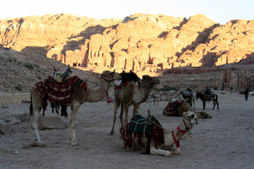 Dromedaries in Petra at sunset, Jordan