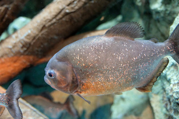 光を反射する鱗がとても美しい魚　ピラニア・ナッテリー