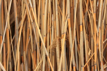 Dried stalks of dense reed.