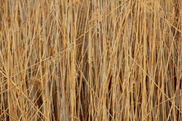 Dried stalks of dense reed.