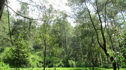 beautiful natural scenery on the hill looks high and big trees in the wind