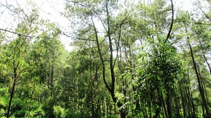 beautiful natural scenery on the hill looks high and big trees in the wind