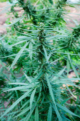 Close up cannabis leaves and flowers for medical on blurred background.