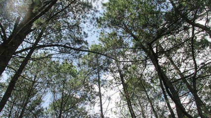 beautiful natural scenery on the hill looks high and big trees in the wind