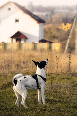 Dog on the field is preparing to jump, studying a complex team, illustrative photo of basenji