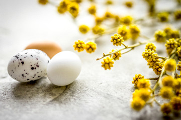 Easter eggs with blossom branch on white background