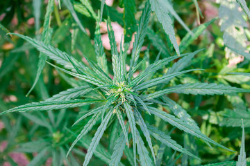 Close up cannabis leaves and flowers for medical on blurred background.