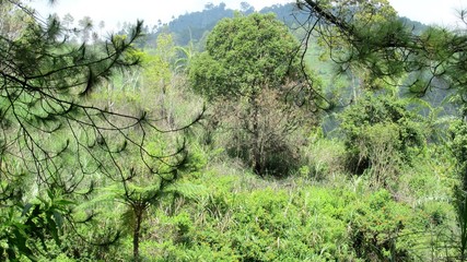 Green pine branches, look beautiful on the screen