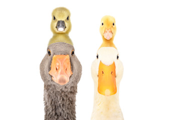Portrait of goose and duck with gosling and duckling on the head isolated on white background