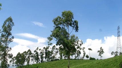 Fototapeta premium beautiful natural scenery on the hill looks high and big trees in the wind