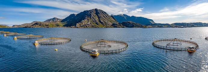 Farm salmon fishing in Norway - obrazy, fototapety, plakaty