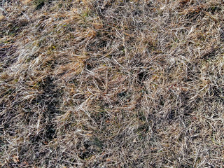 Dry and old grass with no color on the meadow before the new grass grows, potential fire hazard because it is highly flammable