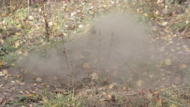 Puffing the Giant Puffball among the autumn grass.