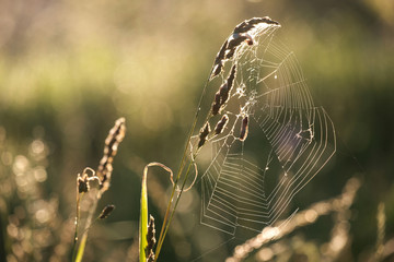 cobwebs on the grass in the early morning