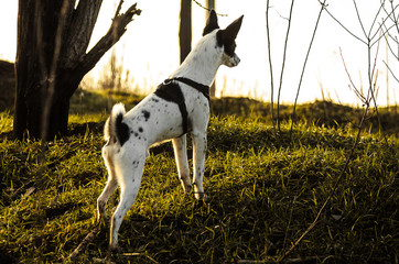 A dog stands on a green hill in sunset light in a beautiful and revealing stance, basenji