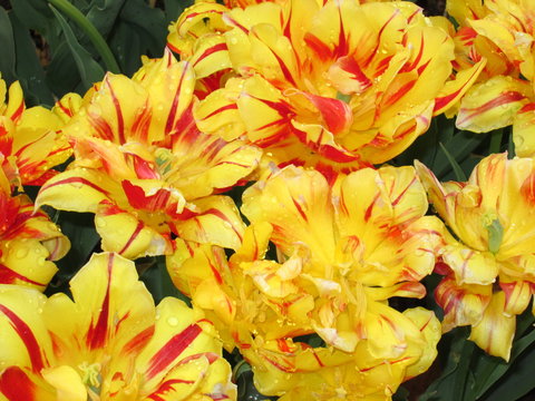 Tulip Monsella, Yellow And Red Flowers With Dew Drops