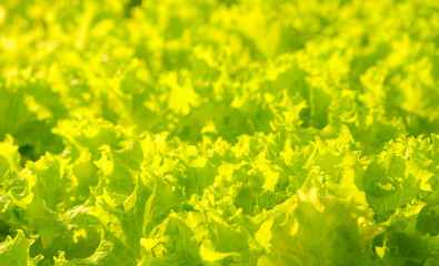 Fresh green lettuce close up salad.food  background