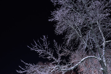 Night photo. Trees covered with sparkling icy hoarfrost against a black night sky.