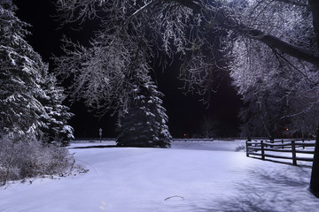 Night photo. Snow-covered firs and trees in icy hoarfrost.