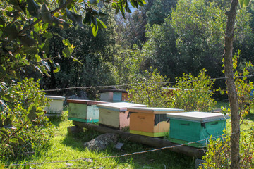 Fototapeta na wymiar Trabajo de apicultura en el cerro