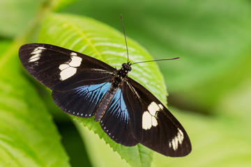 Fototapeta na wymiar Doris Longwing - Laparus doris, beautiful colored brushfoot butterfly from Central and South American meadows, Ecuador.