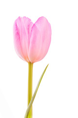 Fototapeta premium Bright purple tulip on white background