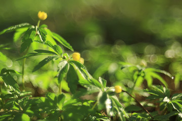 buttercups flowers background / abstract background seasonal, spring, summer, nature flower, yellow wild flowers