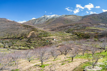 Jerte Valley