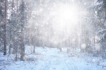 blizzard in the forest background, abstract blurred background snowflakes falling in the winter forest on the landscape