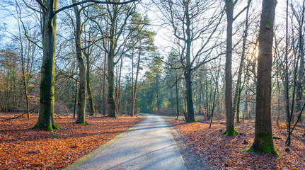 Path in a forest with pines and beeches in sunlight in winter