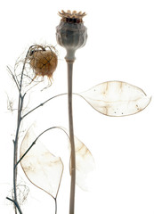 Still life. Two exquisite flower pods on a white background. - 317034780