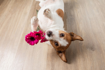 dog with a flower. Valentine's Day. Funny jack russell terrier. Pet at home plays - obrazy, fototapety, plakaty