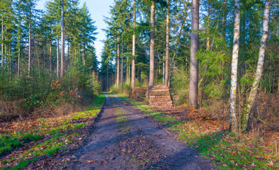Path in a forest with pines and beeches in sunlight in winter
