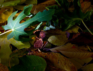 Green fig leaf in the background of fallen and yellowed autumn leaves and chestnut peels. Contrast of youth and old age. - 317035794