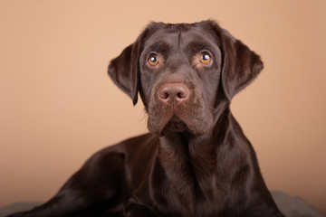 Dog labrador puppy brown chocolate in studio, isolated background headshots of one year old dog.