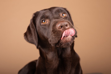 Dog labrador puppy brown chocolate in studio, isolated background headshots of one year old dog.