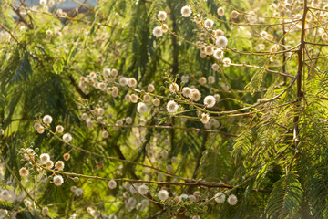 Feathery shrub with dandelion clocks in Oaxaca Mexico