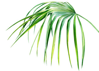 palm leaves on an isolated white background, tropical watercolor drawing, jungle design