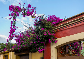 Fototapeta na wymiar Bougainvillea growing on traditional Mexico house Oaxaca Mexico